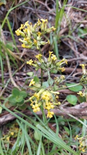 Image of Kalanchoe densiflora by (c) Juan Carlos Caicedo Hernández, some rights reserved (CC BY)
