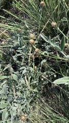 Psephellus marschallianus