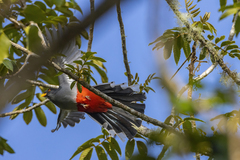 Priotelus roseigaster