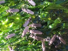 Oedoparena