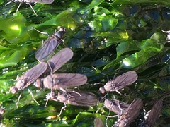 Oedoparena