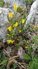 Chamaecytisus spinescens