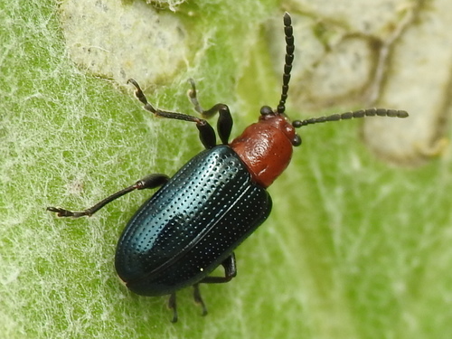 Oulema palustris