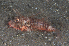 Dendrochirus brachypterus