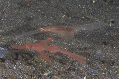 Solenostomus cyanopterus