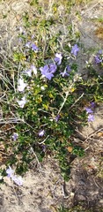 Barleria obtusa