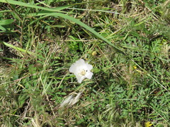 Callirhoe alcaeoides