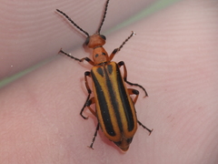Pyrota discoidea