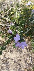 Barleria obtusa