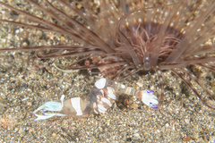 Ancylomenes magnificus