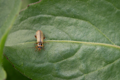 Metacantharis clypeata