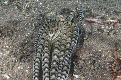 Thaumoctopus mimicus