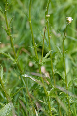 Leucanthemum