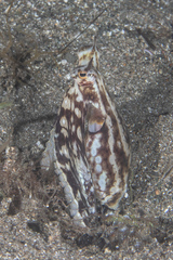 Thaumoctopus mimicus