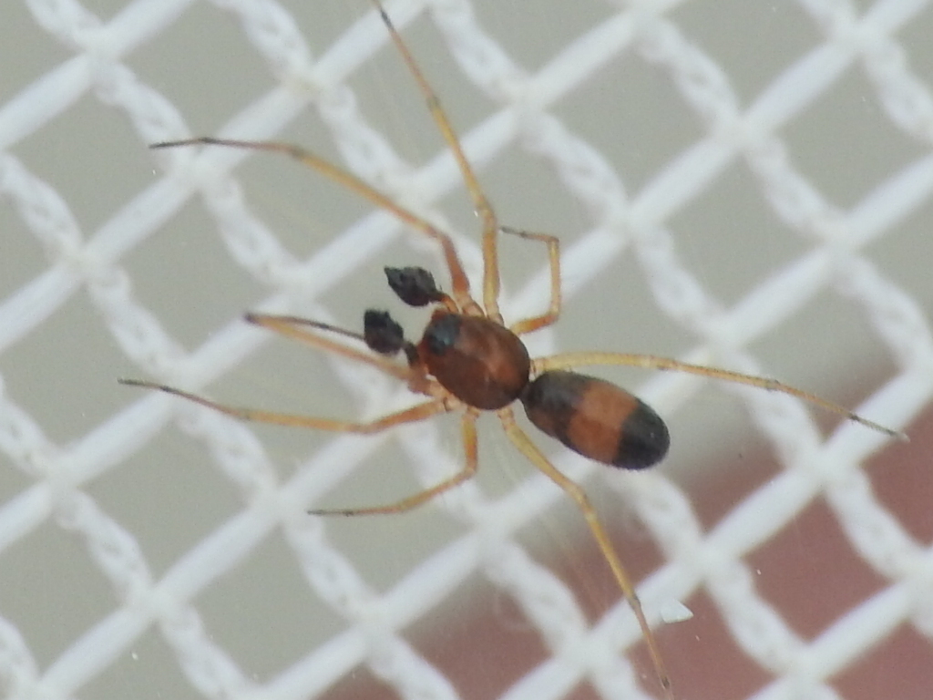 Ant Sheet-web Weaver