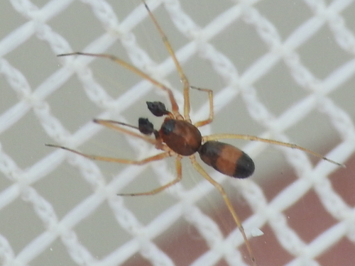 Ant Sheet-web Weaver