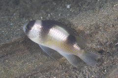 Amblypomacentrus breviceps