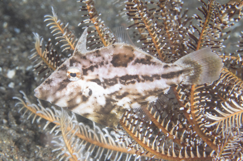 Pig-faced leather jacket (Paramonacanthus choirocephalus) — Monacanthidae — 5