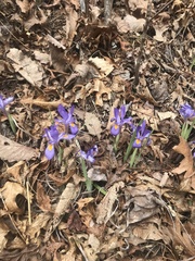 Iris verna smalliana