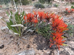 Castilleja scabrida