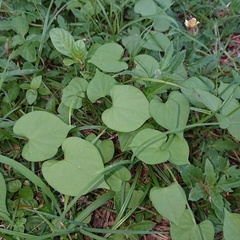 Ipomoea