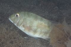 Lethrinus harak