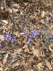 Iris verna smalliana