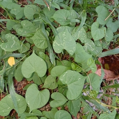 Ipomoea