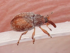 Pseudanthonomus tomentosulus