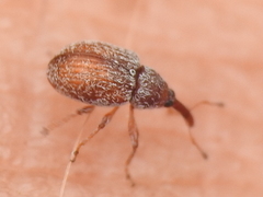 Pseudanthonomus tomentosulus