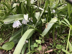 Puschkinia scilloides