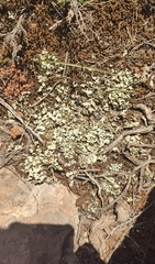 Cladonia convoluta