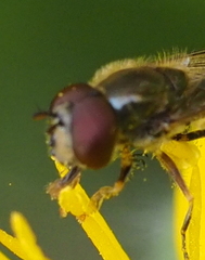 Platycheirus scutatus