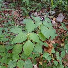 Acalypha indica