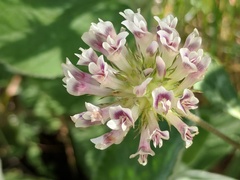 Trifolium obtusiflorum