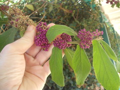 Callicarpa rubella