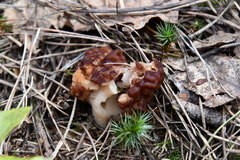 Gyromitra gigas