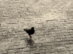 Columba livia domestica