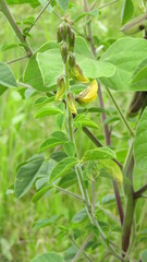 Crotalaria