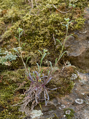 Erysimum crepidifolium
