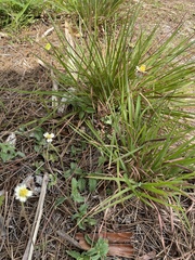 Tridax procumbens image