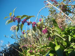 Callicarpa rubella