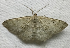 Melanolophia signataria