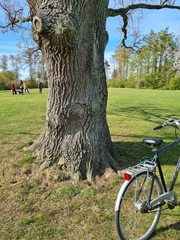 Chaenotheca stemonea