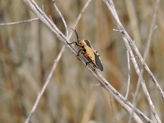 Sephina