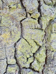 Chaenotheca stemonea