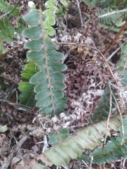 Pleopeltis lepidopteris