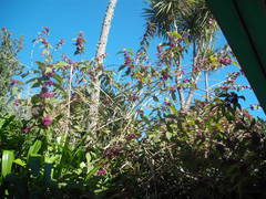 Callicarpa rubella