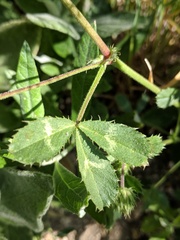 Trifolium obtusiflorum