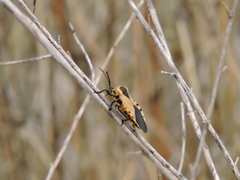 Sephina